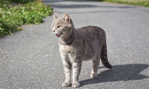 what are the chances of finding a lost cat|How to Find a Lost Cat: What to Do if Your Cat Goes .